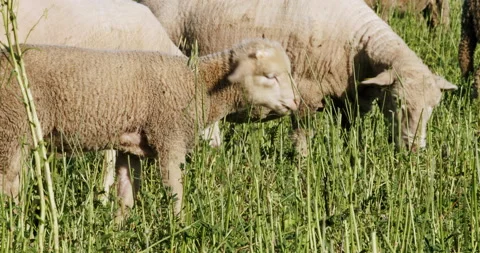 Lamb sheep in a field Stock Footage 196977915