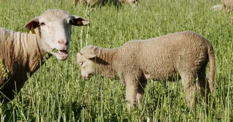Lamb sheep in a field Stock Footage 196979069