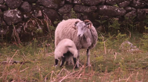 Lamb &amp; Sheep Video stock 38548626