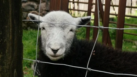 Lamb sheep smiling at the camera Stock Footage 82662654