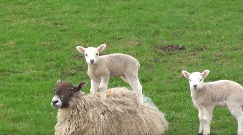 Lamb on sheeps back Stock Footage 2770014