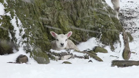 Lamb Sheltering in the Snow, UK Stock Footage 131150883