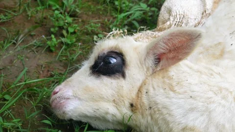 The lamb is sick. the little lamb is about to die Stock Footage 312097765