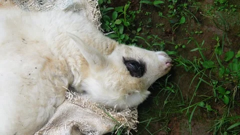 The lamb is sick. the little lamb is about to die Stock Footage 312097767