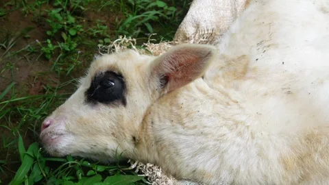 The lamb is sick. the little lamb is about to die Stock Footage 312097769