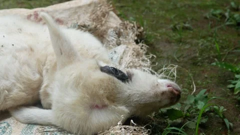 The lamb is sick. the little lamb is about to die Stock Footage 312097797