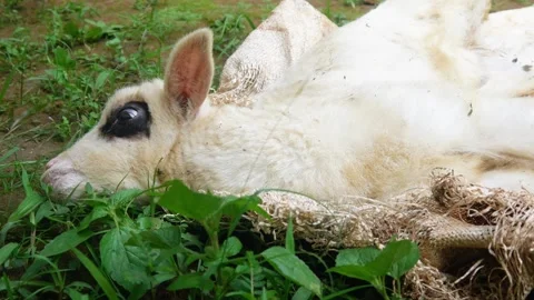 The lamb is sick. the little lamb is about to die Stock Footage 312097798