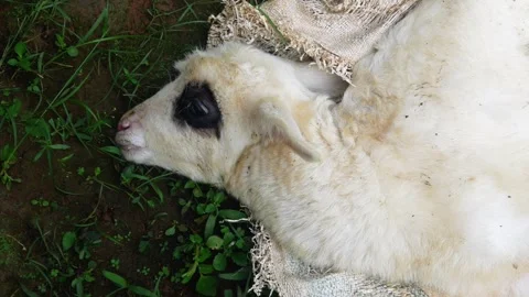 The lamb is sick. the little lamb is about to die Stock Footage 312097858