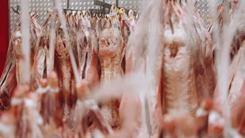 Lamb Sides in Meat Hanging Cooler Room Stock Footage 340263111