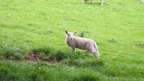 Lamb Skipping and Jumping Through Long Grass - British Farming Livestock Stock Footage 279174231