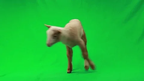 Lamb (small sheep) isolated  on a green screen, studio shot Stock Footage 77999936