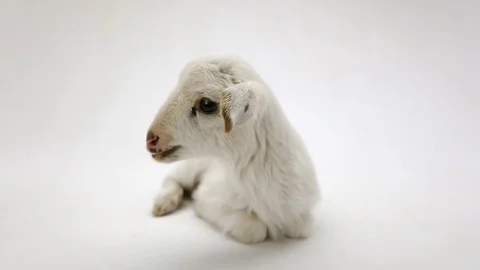 Lamb (small sheep) isolated on a white background, studio shot Stock Footage 78054843