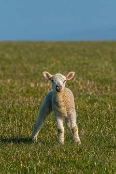 Lamb on the South Downs Stock Photos