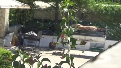 The lamb on the spicket Spring Easter Video stock 152254199