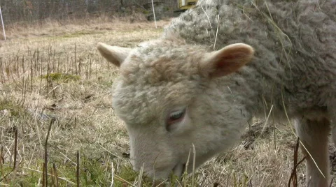 Lamb on spring graze Stock Footage 365959