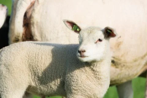 Lamb in spring Fotos Stock