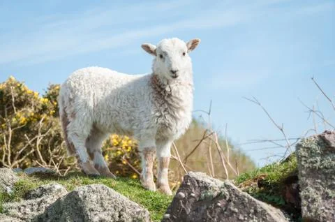 Lamb in springtime 스톡 사진