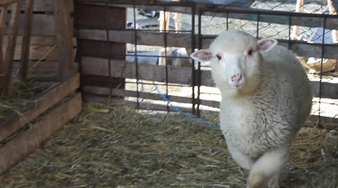 Lamb in stable, Ovis aries Video stock 24729027