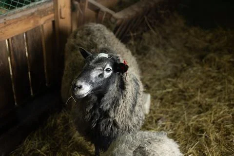 The lamb is in the stall Stock Photos