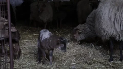 Lamb standing and looking around in barn Stock-Footage 289473242