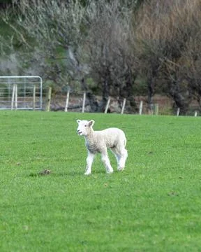 Lamb standing in field in spring time Stock Photos