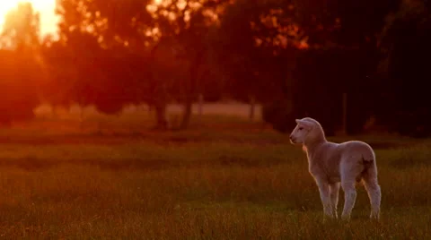 Lamb Standing In Golden Sunset Light Stock Footage