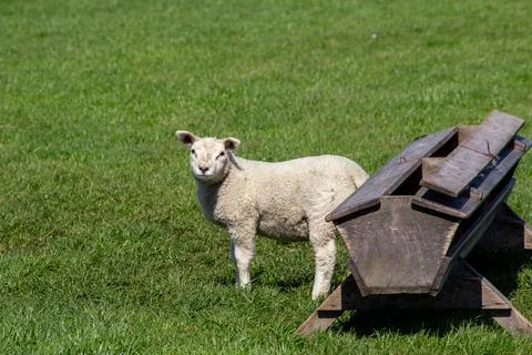 Lamb standing in the meadow, looking at the camera Stock Photos