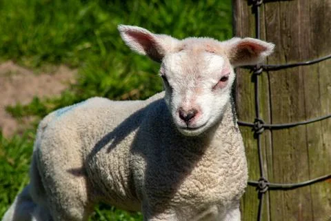 Lamb standing in the meadow, looking at the camera Stock Photos