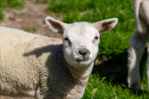 Lamb standing in the meadow, looking at the camera Stock Photos