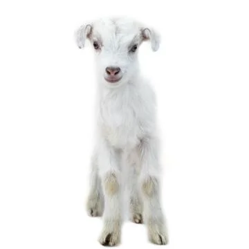 Lamb standing on the white Stock Photos