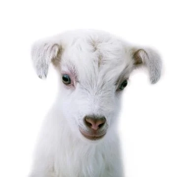 Lamb standing on the white Stock Photos