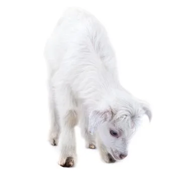 Lamb standing on the white Stock Photos