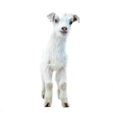 Lamb standing on the white Foto stock