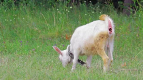 The lamb stands in the field, eats grass and defecates Stock-Footage 136206906