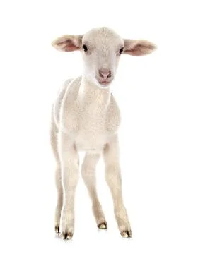 Lamb in studio Stock Photos