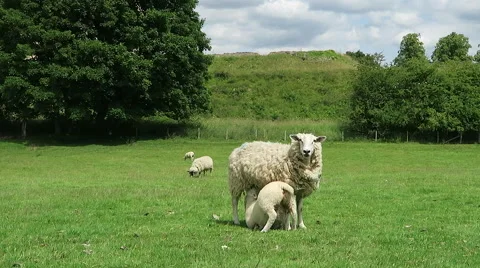 Lamb suckles off ewe Stock Footage 52383269