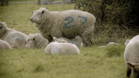 LAMB SUCKLING EWE 4K Stock Footage 127766600