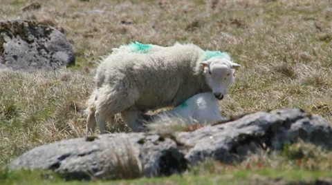 Lamb suckling its mother Stock Footage 35688076