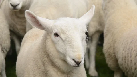 Lamb - supercute 動画素材 29482137