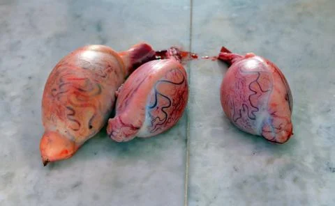 Lamb testicles. offals. Stock Photos