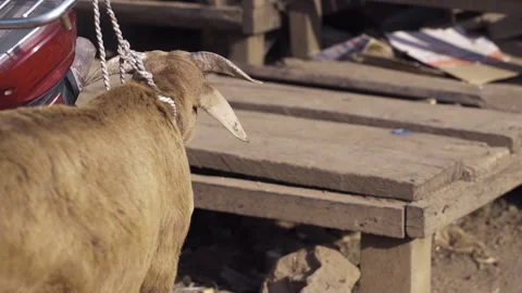 Lamb tied to rope Stock Footage 257802688