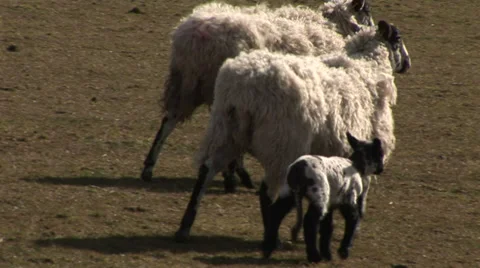 Lamb with two sheep Stockbeeldmateriaal 29666484