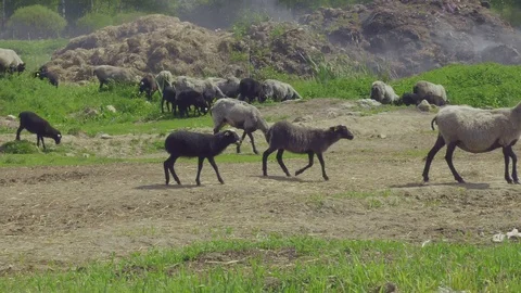 Lamb under mom Stock Footage 124002566