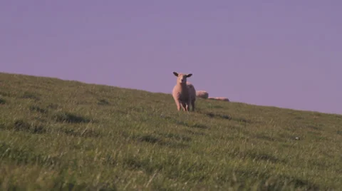 Lamb walk towards camera, and stop Stock Footage 37254026