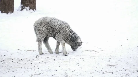 Lamb walking alone in the snow Stock Footage 73380356