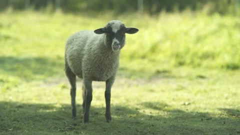 Lamb walking in a farm meadow. Stock Footage 247523504