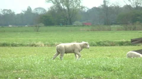 Lamb walking Stock Footage 10895112
