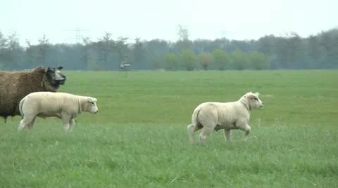 Lamb walking Stock Footage 10895229