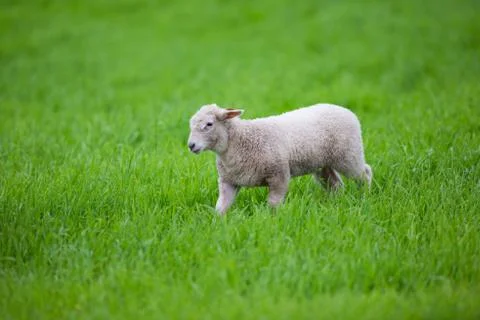 Lamb walking in the grass Stock Photos