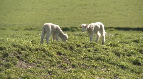 Lamb walks Stock Footage 822599